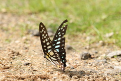 Graphium chironides