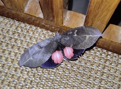 Phyllodes consobrina