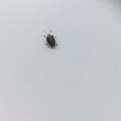 Piezodorus lituratus