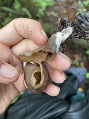 Phylloscypha phyllogena