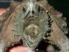 Macrochelys temminckii