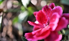 Dianthus caryophyllus