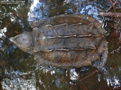 Macrochelys temminckii