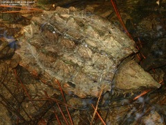 Macrochelys temminckii