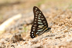 Graphium chironides