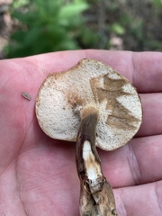 Tylopilus