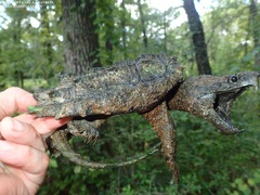Macrochelys temminckii