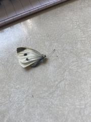 Pieris rapae