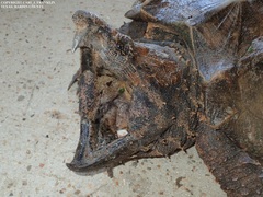 Macrochelys temminckii