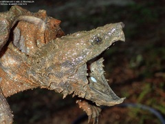 Macrochelys temminckii