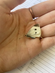 Pieris rapae