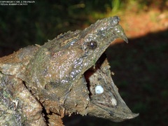 Macrochelys temminckii