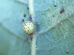 Neuroterus anthracinus