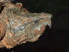 Macrochelys temminckii