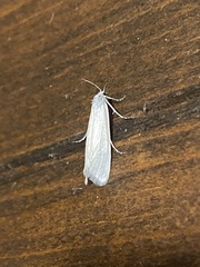 Schoenobiinae