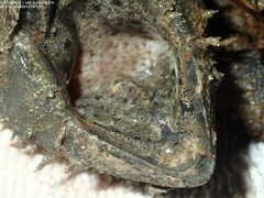 Macrochelys temminckii