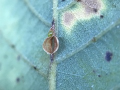 Neuroterus anthracinus