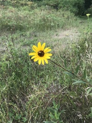 Helianthus petiolaris