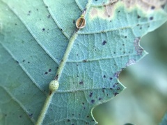 Neuroterus anthracinus