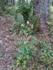 Nabalus trifoliolatus