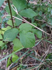 Nabalus trifoliolatus