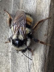 Bombus vancouverensis