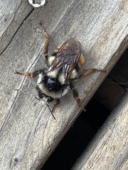 Bombus vancouverensis