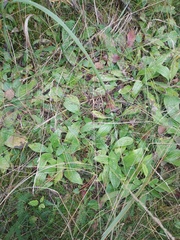 Plantago urvillei