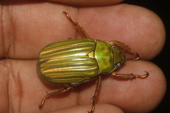 Chrysina adelaida