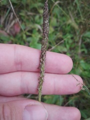 Plantago urvillei