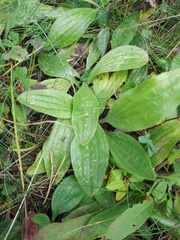 Plantago urvillei