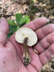 Tylopilus