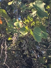 Vitis berlandieri