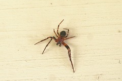 Larinioides patagiatus