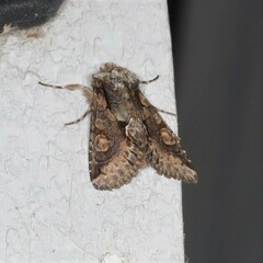 Allophyes oxyacanthae