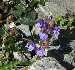 Scutellaria alpina