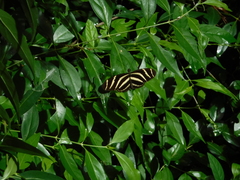 Heliconius charithonia