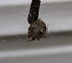 Parasteatoda tepidariorum