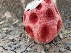 Clathrus crispus