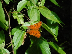 Marpesia eleuchea