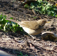 Turdus amaurochalinus