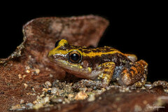 Eleutherodactylus weinlandi