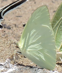 Aphrissa statira statira