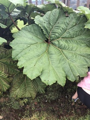 Gunnera insignis