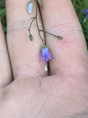 Campanula divaricata