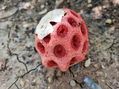 Clathrus crispus