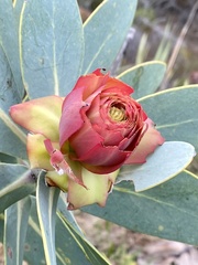 Protea nitida