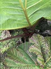 Gunnera insignis