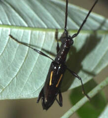 Gnomibidion digrammum