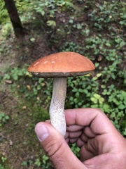 Leccinum aurantiacum